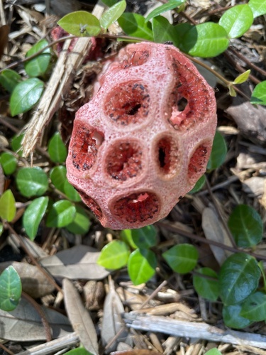 Wiffle Ball Stinkhorn