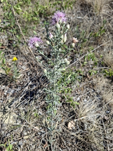 spotted knapweed