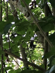 Dysoxylum spectabile