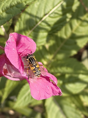 Sun Fly