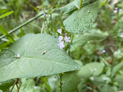 Common vervain