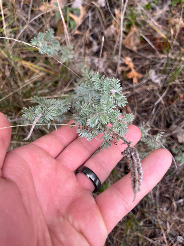 Dalea villosa