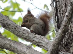 Sciurus vulgaris orientis
