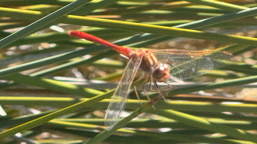 Southern Darter