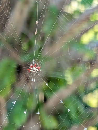 Spinybacked Orbweaver