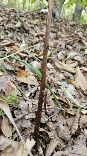 Neottia nidus-avis, photograph 3
