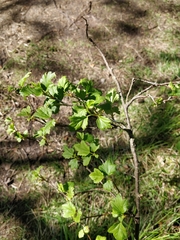 Ribes alpinum