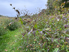 Bidens frondosa, photograph (c) Sarah Courchesne, some rights reserved (CC BY)