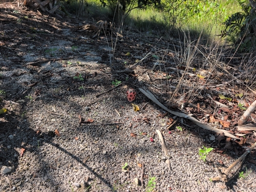 Wiffle Ball Stinkhorn