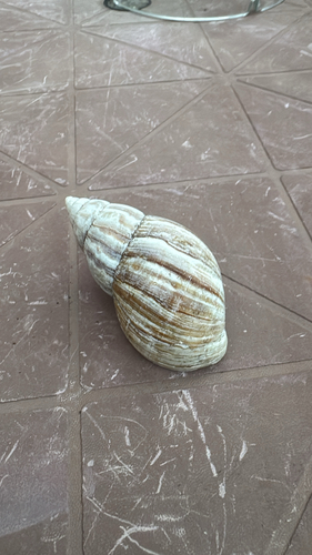 African Giant Snail