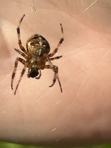 Cross Orbweaver
