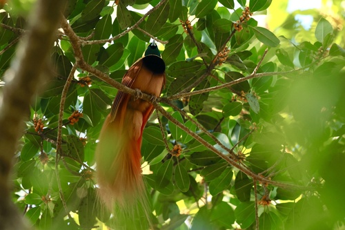 Paradisaea raggiana observed 2026-09-26