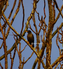 Acridotheres javanicus