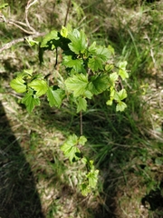 Ribes alpinum