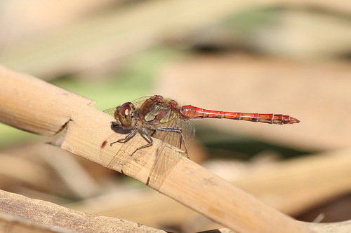 Common Darter