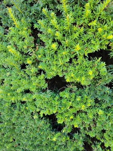 Taxus baccata, photograph 6