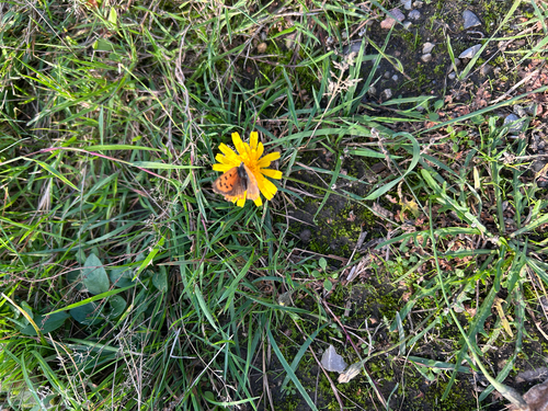Small Copper