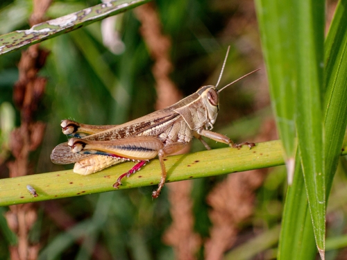 Lamenting Grasshopper