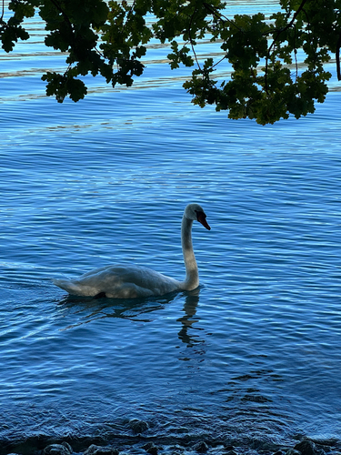 Mute Swan