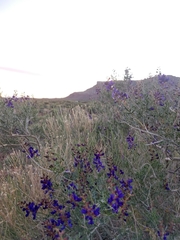 Psorothamnus arborescens