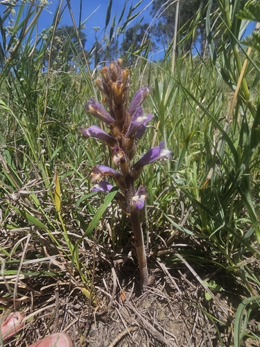 Lasianthera observed 2026-05-17
