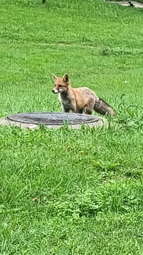 Red Fox