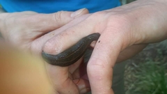 Hirudo medicinalis