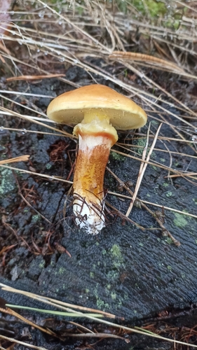 Larch Bolete