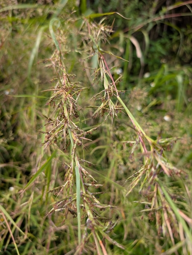 Cymbopogon tortilis observed 2026-09-26