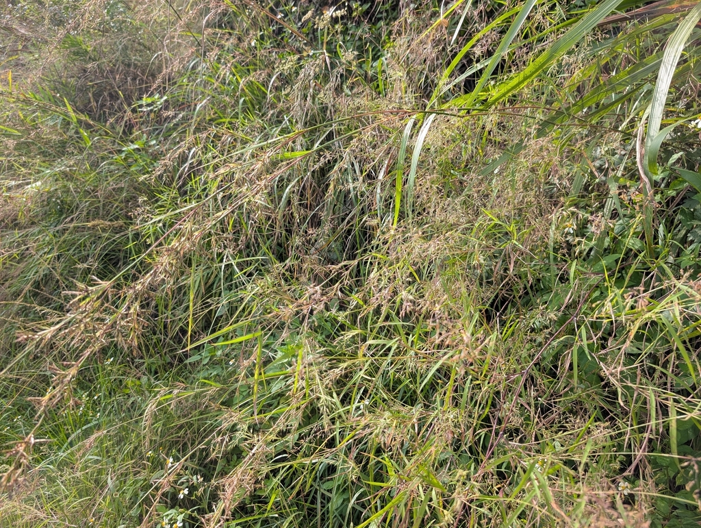 Cymbopogon tortilis; photograph (c) Francisca Wu, some rights reserved (CC BY)
