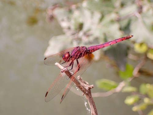 Violet Dropwing