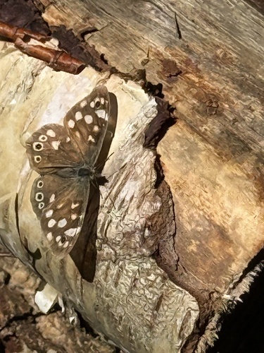 Speckled Wood