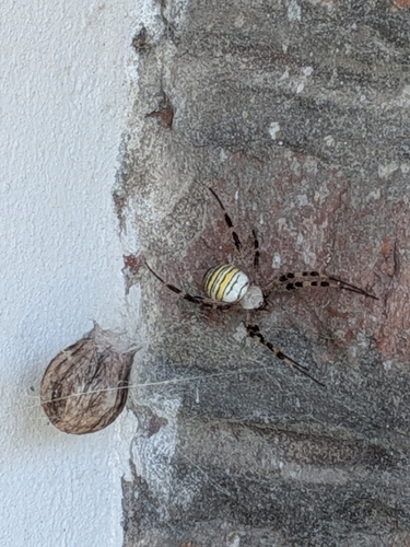 Garden Orbweavers