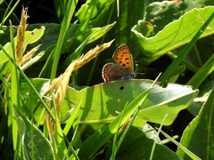 Lycaena helle
