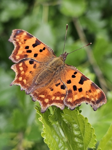 European Comma