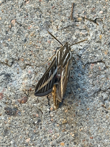 White-lined Sphinx