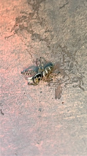 Zebra Jumping Spider
