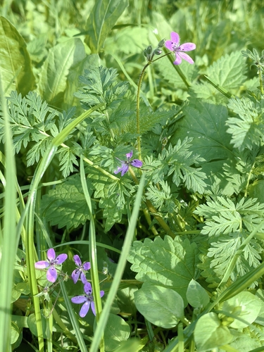 Redstem Stork's-bill