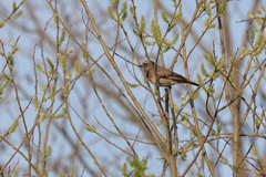 Luscinia svecica svecica