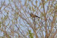 Luscinia svecica svecica