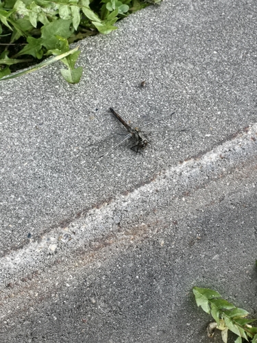 Black Meadowhawk
