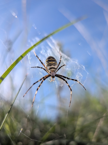 Wasp Spider