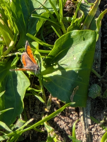 Small Copper