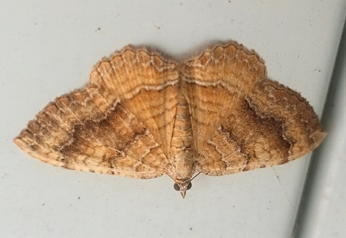 Yellow Shell Moth
