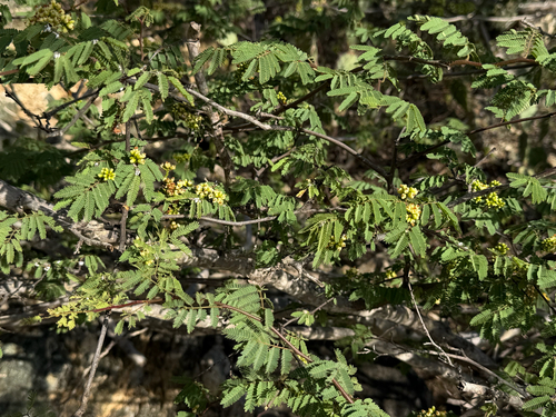 Libidibia coriaria observed 2026-09-26