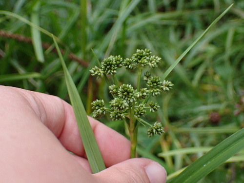 Scirpus microcarpus observed 2026-09-25