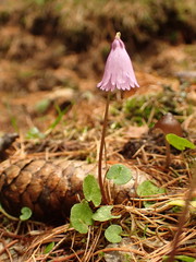 Soldanella pusilla