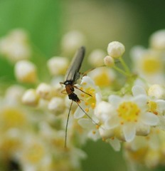Oedemera amurensis