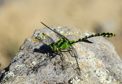 Ophiogomphus obscurus