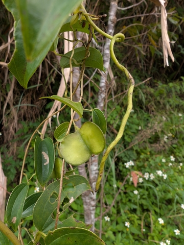 Dioscorea cirrhosa, photograph 1